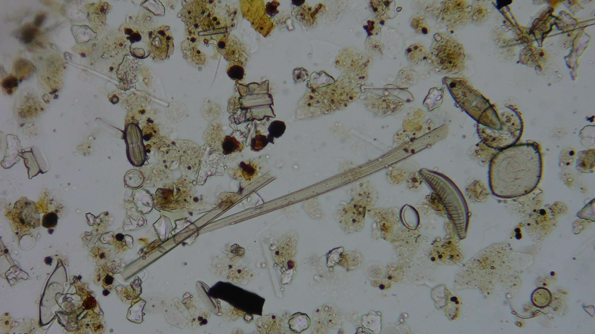 Diatom microscope slide 003-1.50a