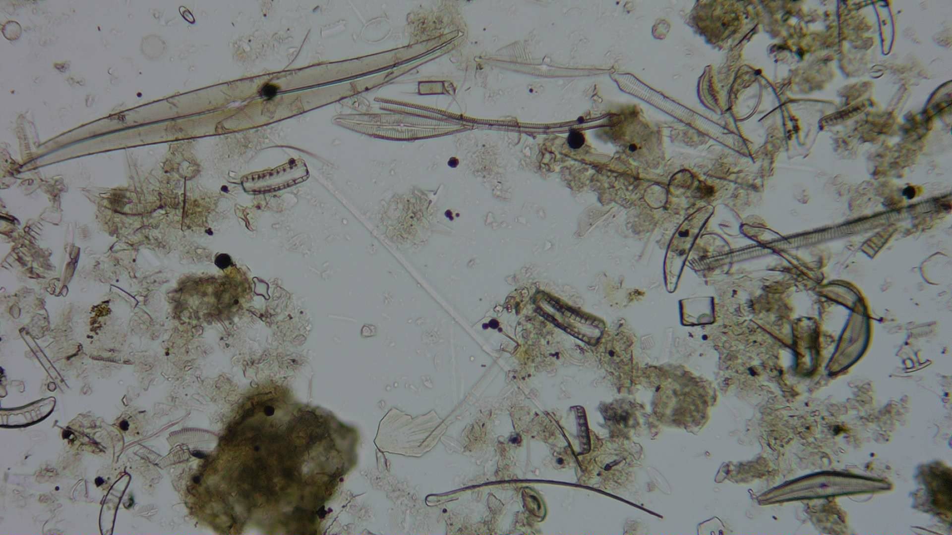 Diatom microscope slide 051-1.51a