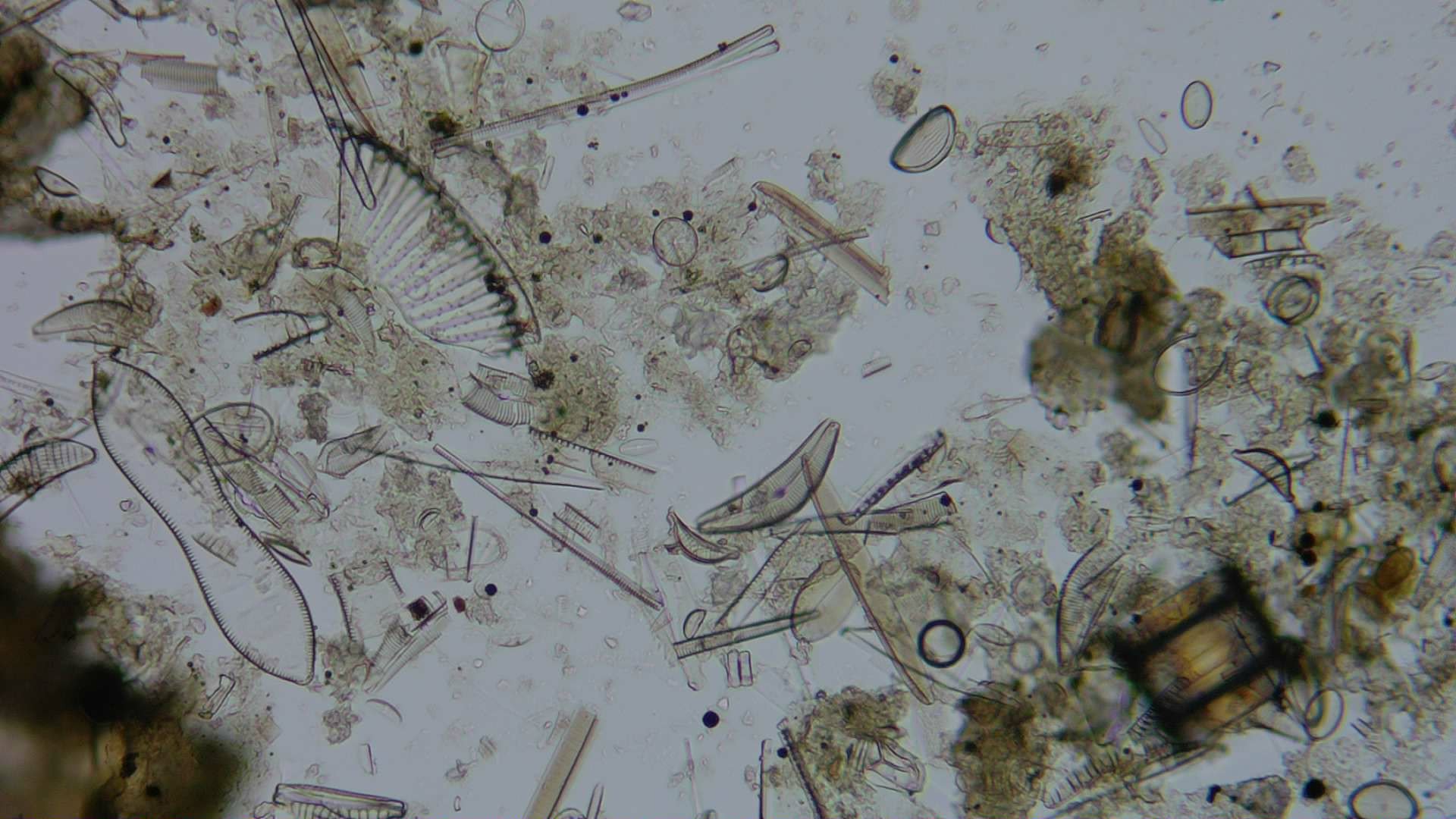 Diatom microscope slide 051-1.51b