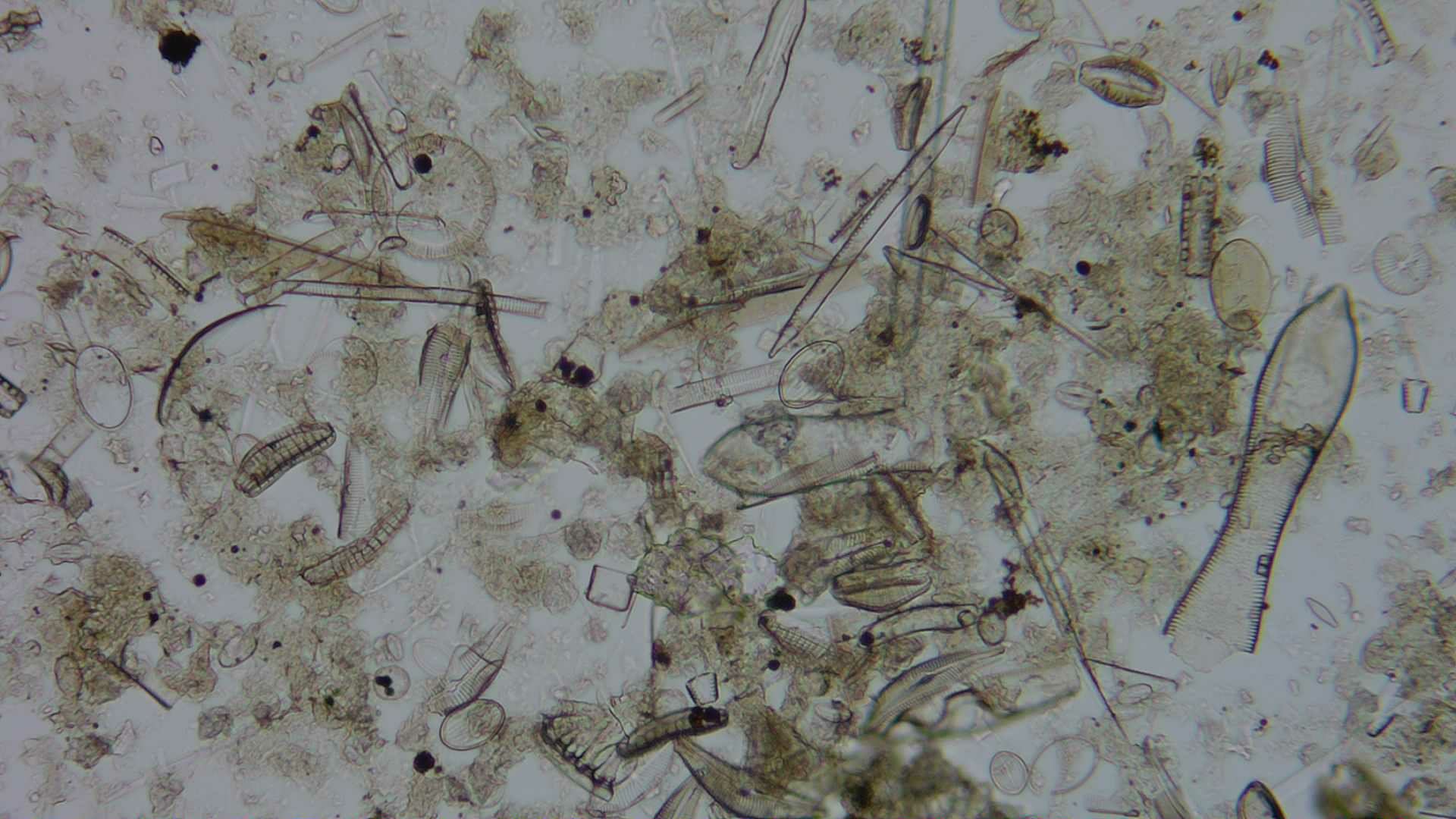 Diatom microscope slide 051-1.51c