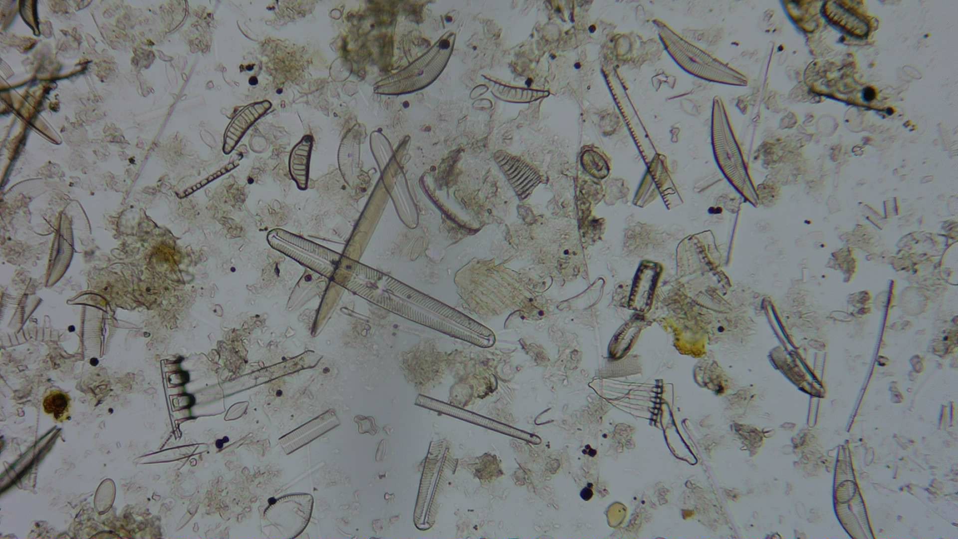 Diatom microscope slide 051-1.51d