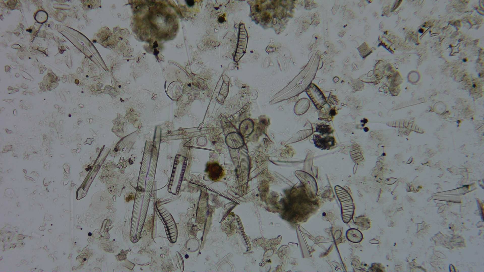 Diatom microscope slide 051-1.51f