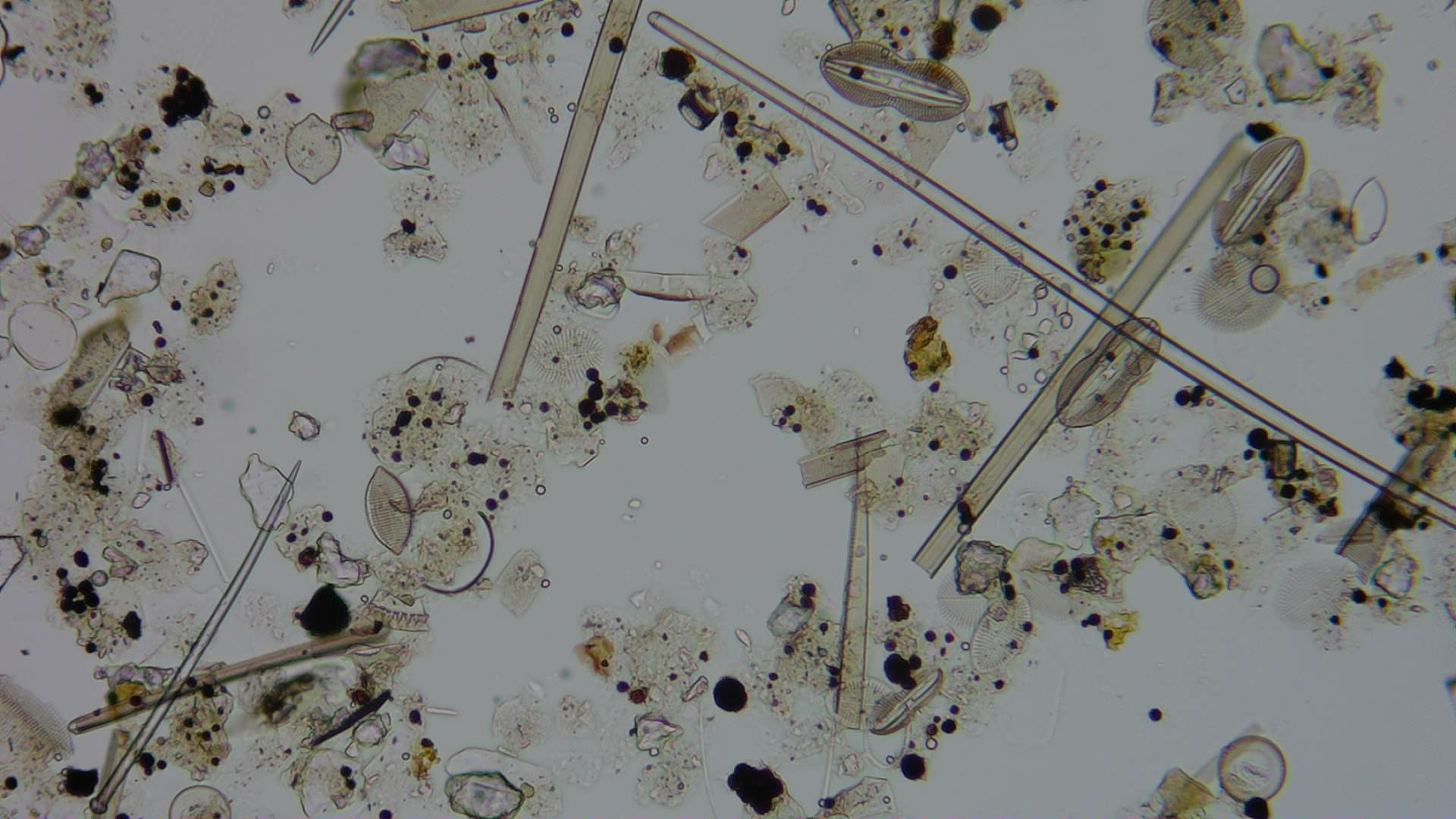 Diatom microscope slide 054-0.91a