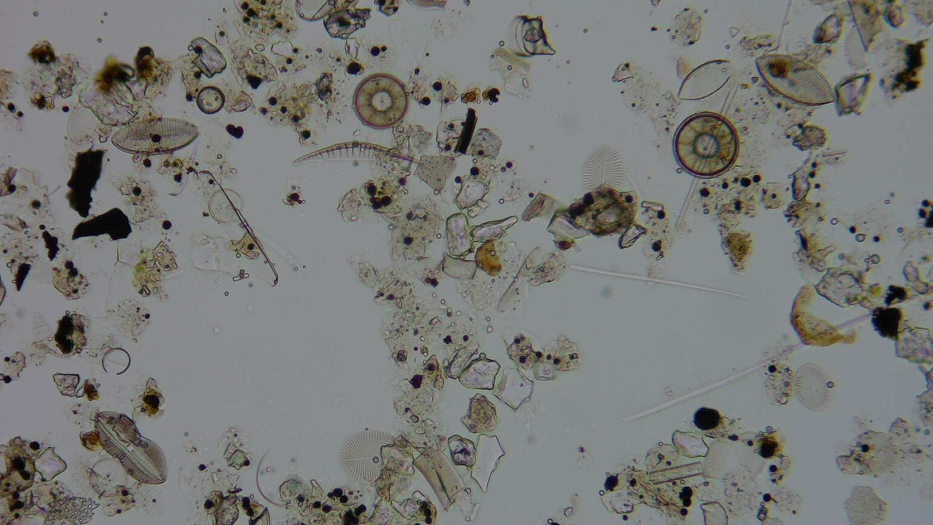 Diatom microscope slide 054-0.91b