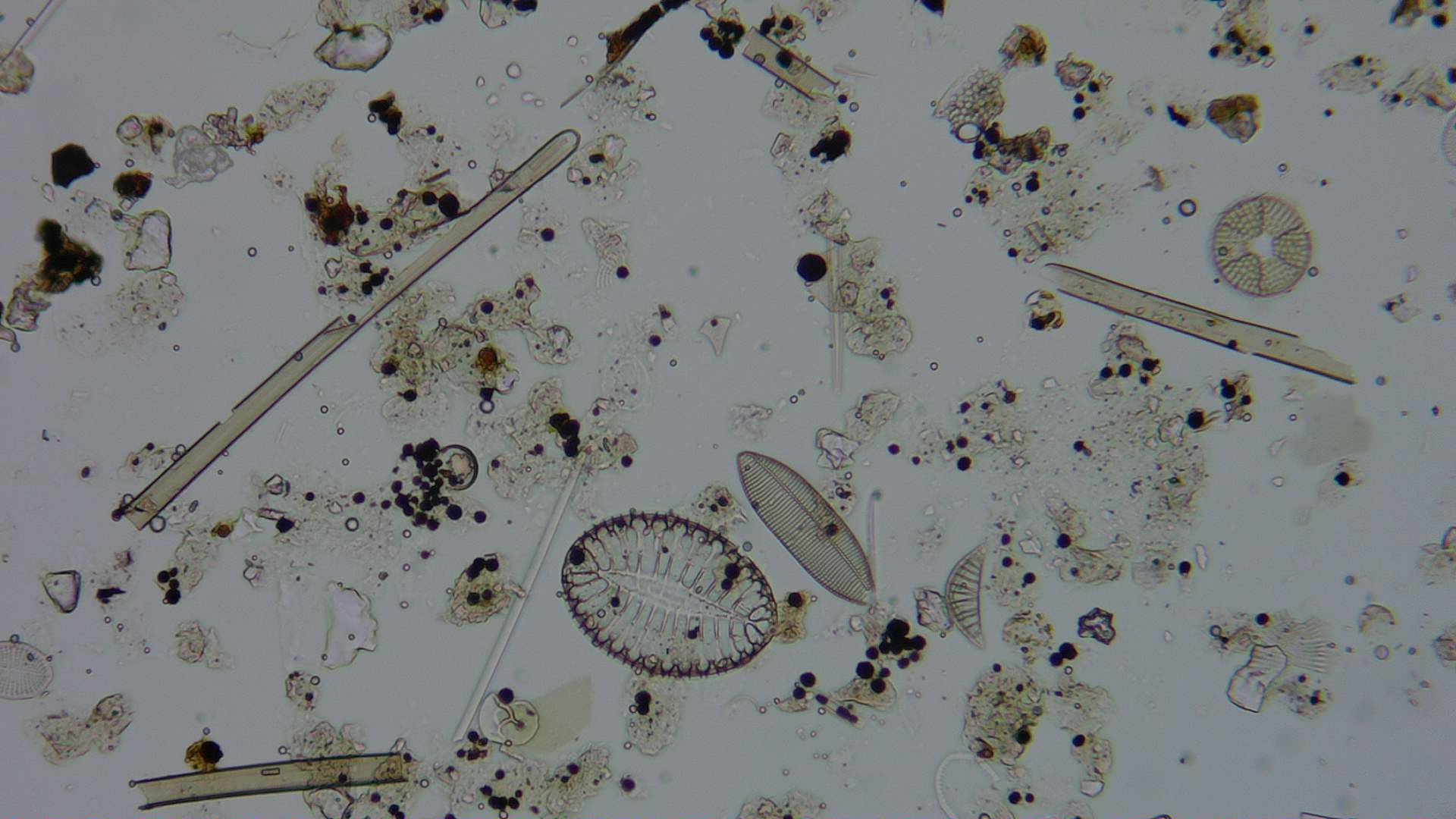 Diatom microscope slide 054-0.91c