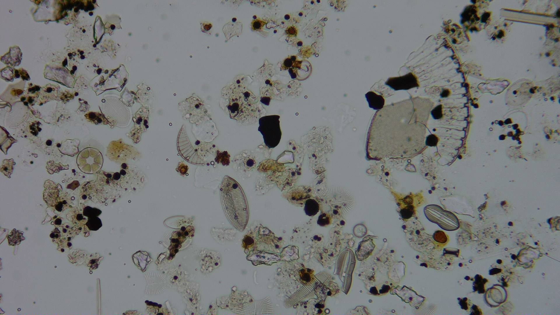 Diatom microscope slide 054-0.91d