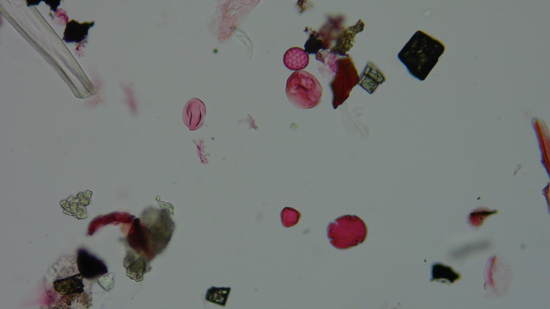Pollen microscope slide BH37-1.31b