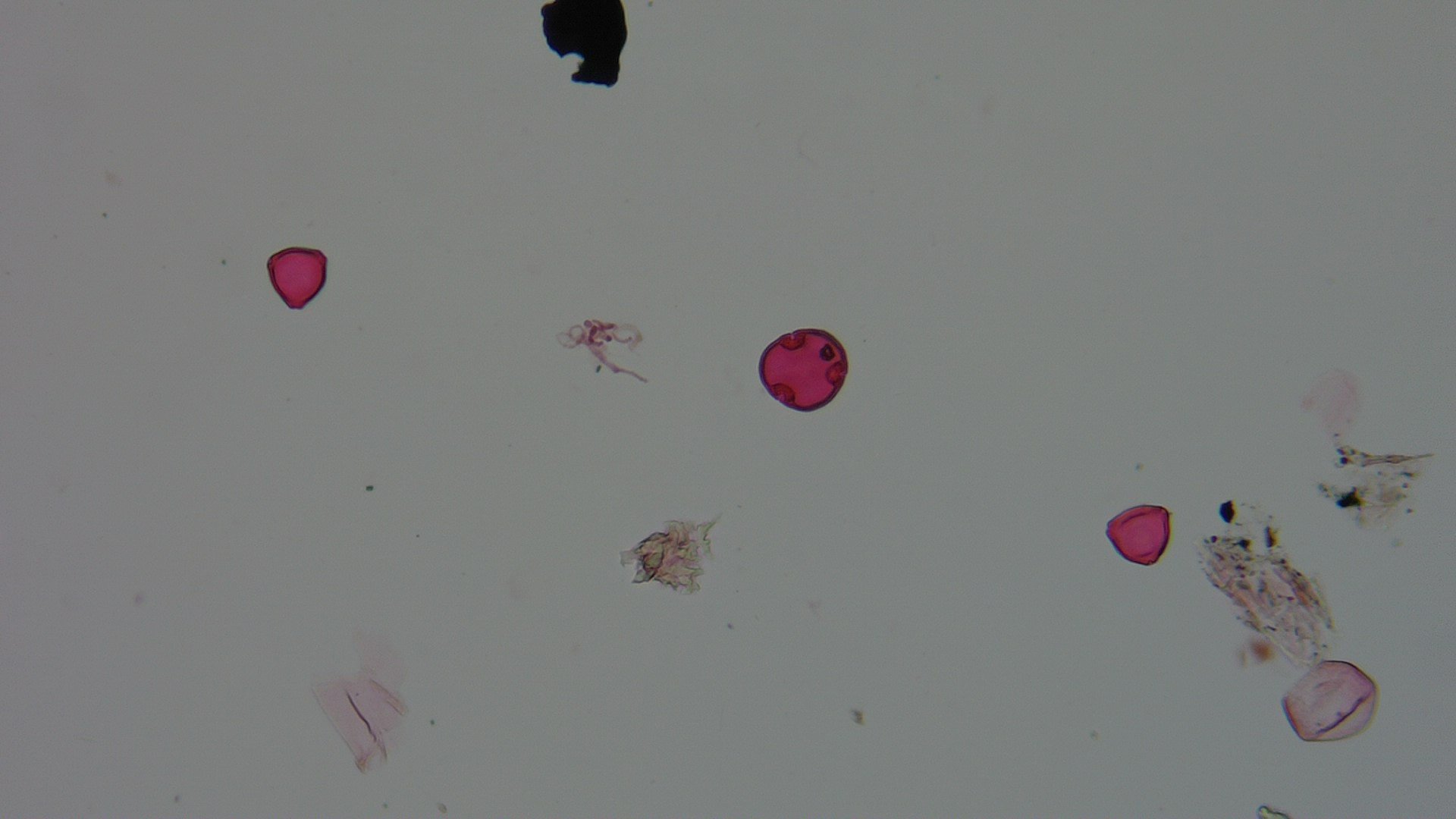 Pollen microscope slide BH37-19.72a