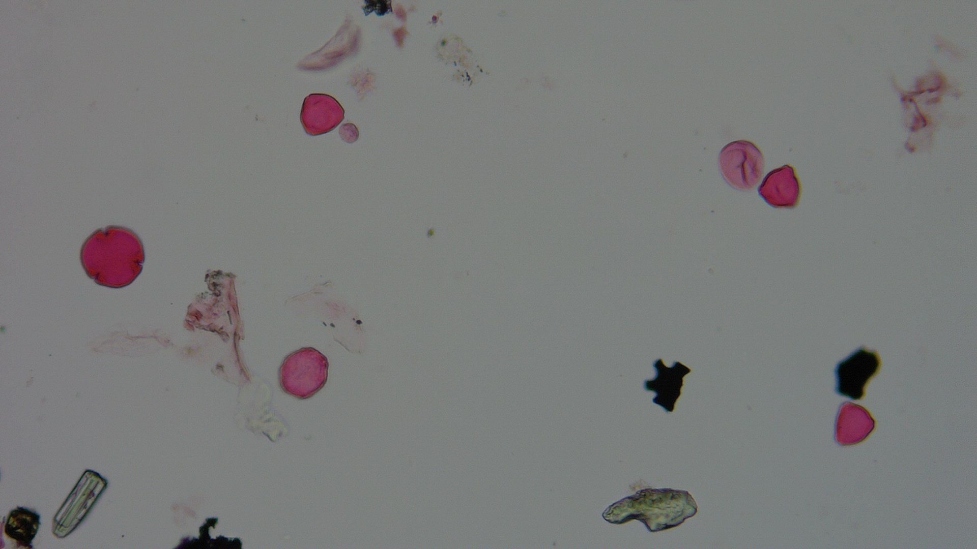 Pollen microscope slide BH37-19.72c