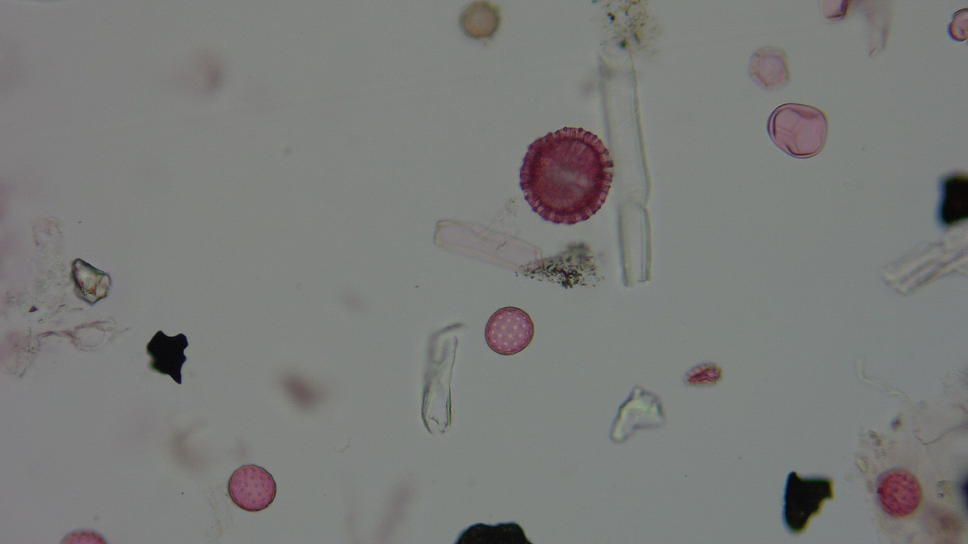 Pollen microscope slide BH47-2.04a