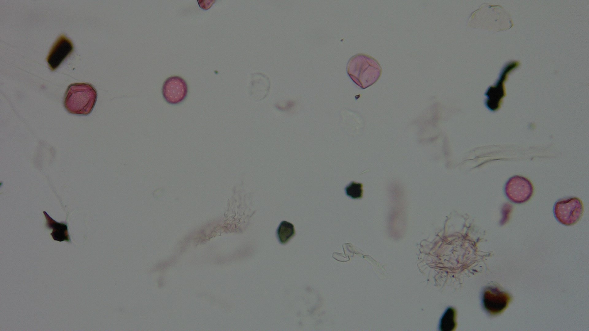 Pollen microscope slide BH47-2.04b