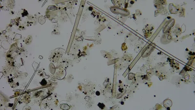 Diatom microscope slide 054-0.91a