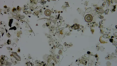Diatom microscope slide 054-0.91b