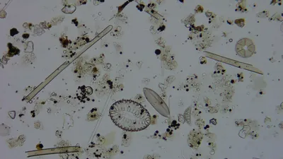 Diatom microscope slide 054-0.91c