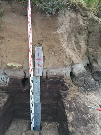 Field section
