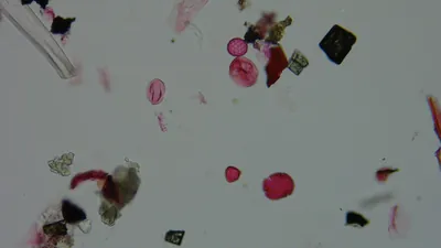 Pollen microscope slide BH37-1.31b