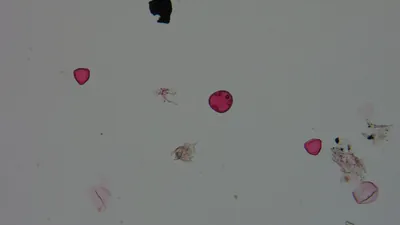 Pollen microscope slide BH37-19.72a
