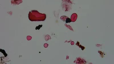 Pollen microscope slide BH37-19.72b