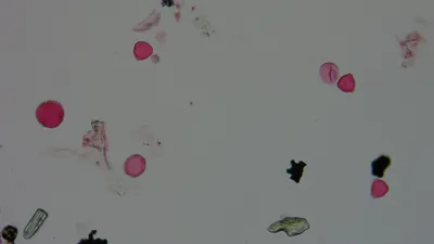 Pollen microscope slide BH37-19.72c