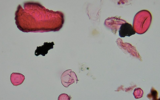 Pollen analysis