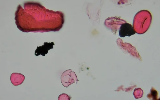Pollen analysis